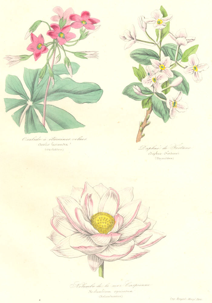 BOTANICALS. oxalis lasiandra; daphne fortunei; nelumbium speciosum 1852 print